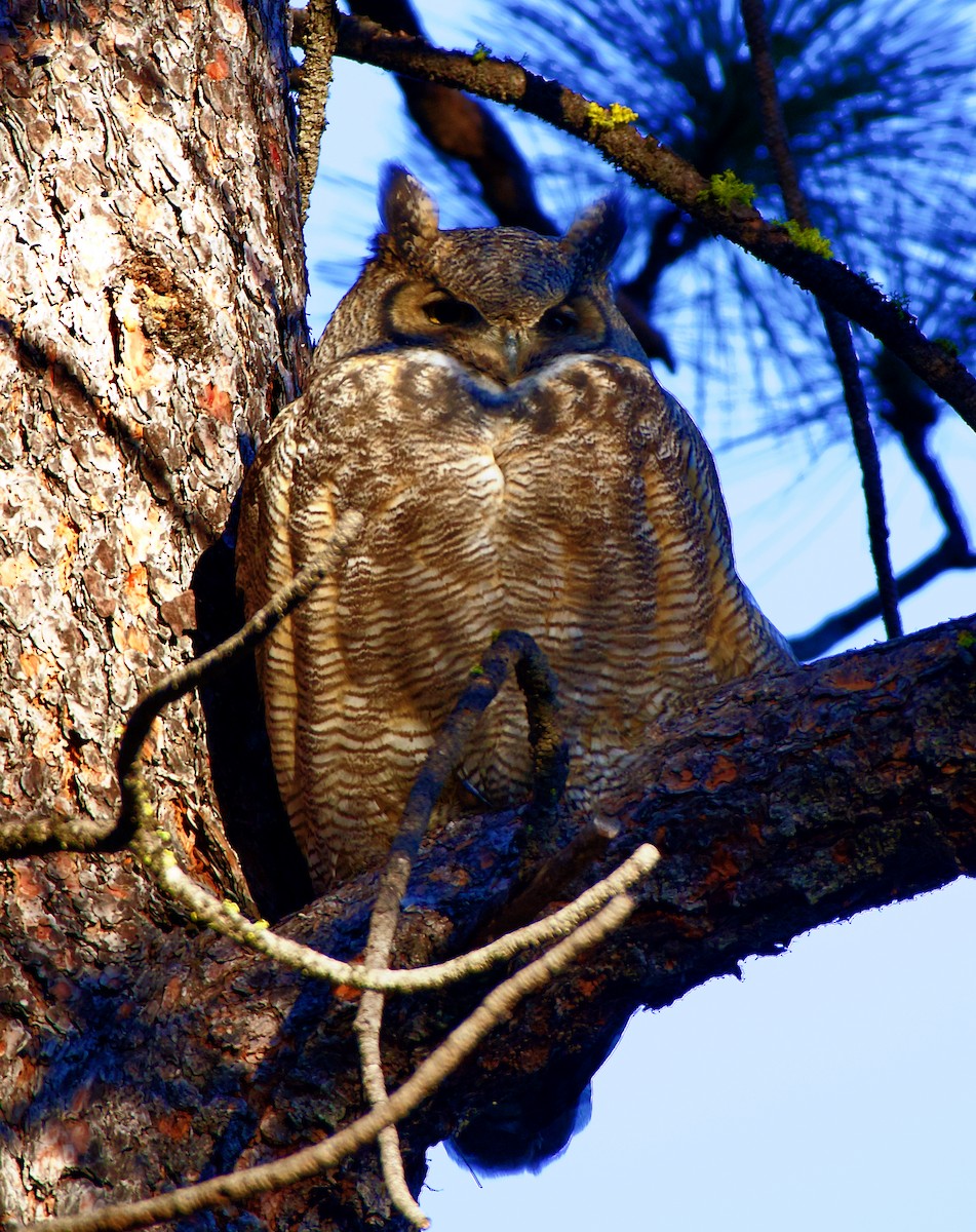 Great Horned Owl - ML611567537