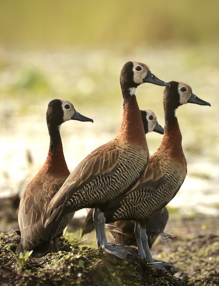 White-faced Whistling-Duck - ML611567538