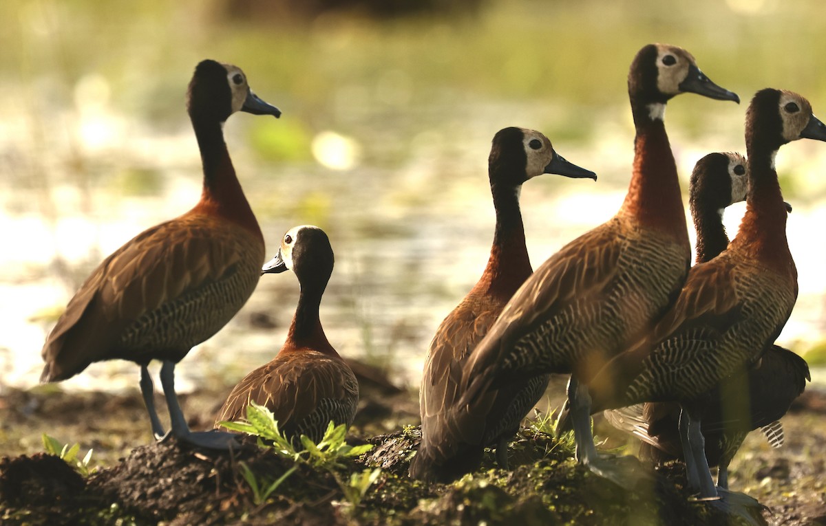 White-faced Whistling-Duck - ML611567540