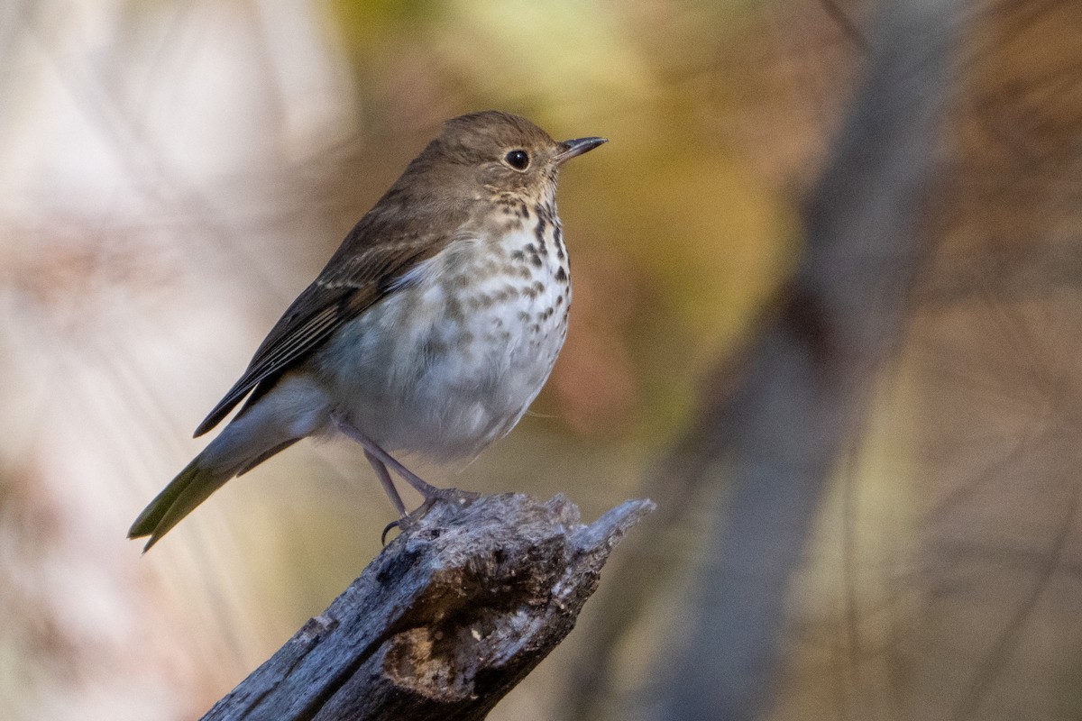 Hermit Thrush - ML611567679