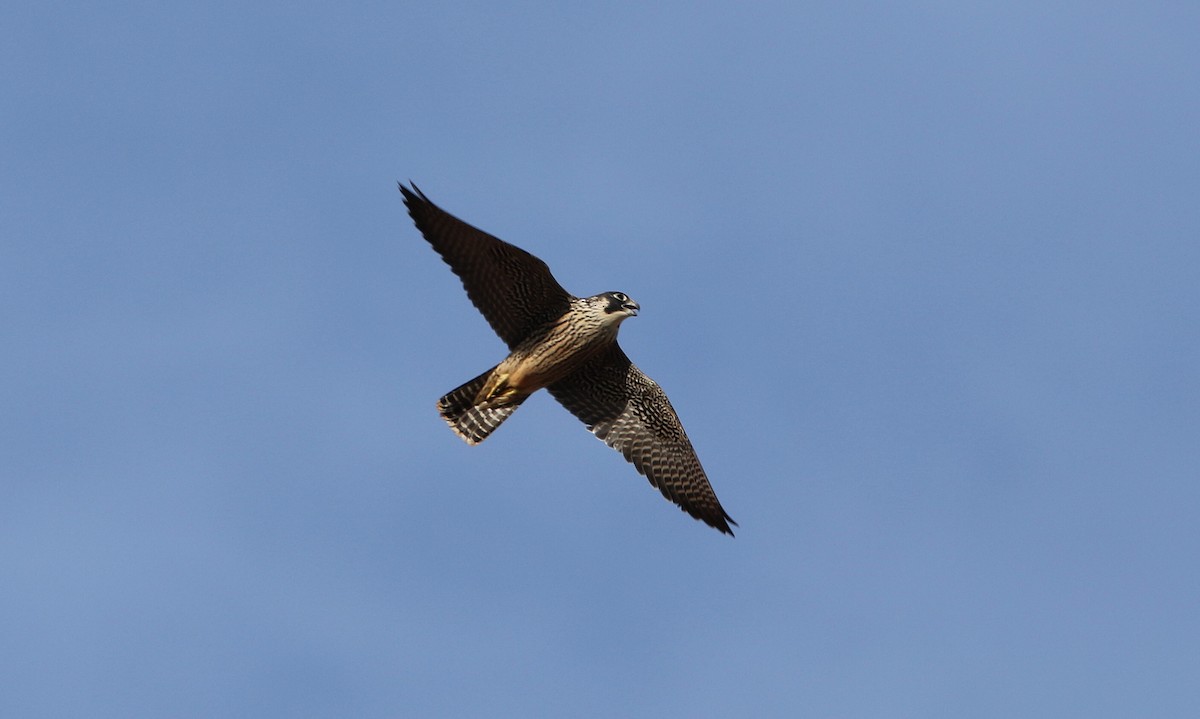 Halcón Peregrino (radama) - ML611567769