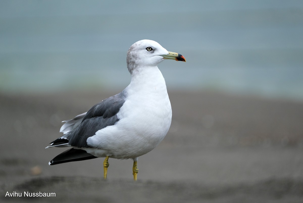 Black-tailed Gull - ML611567796