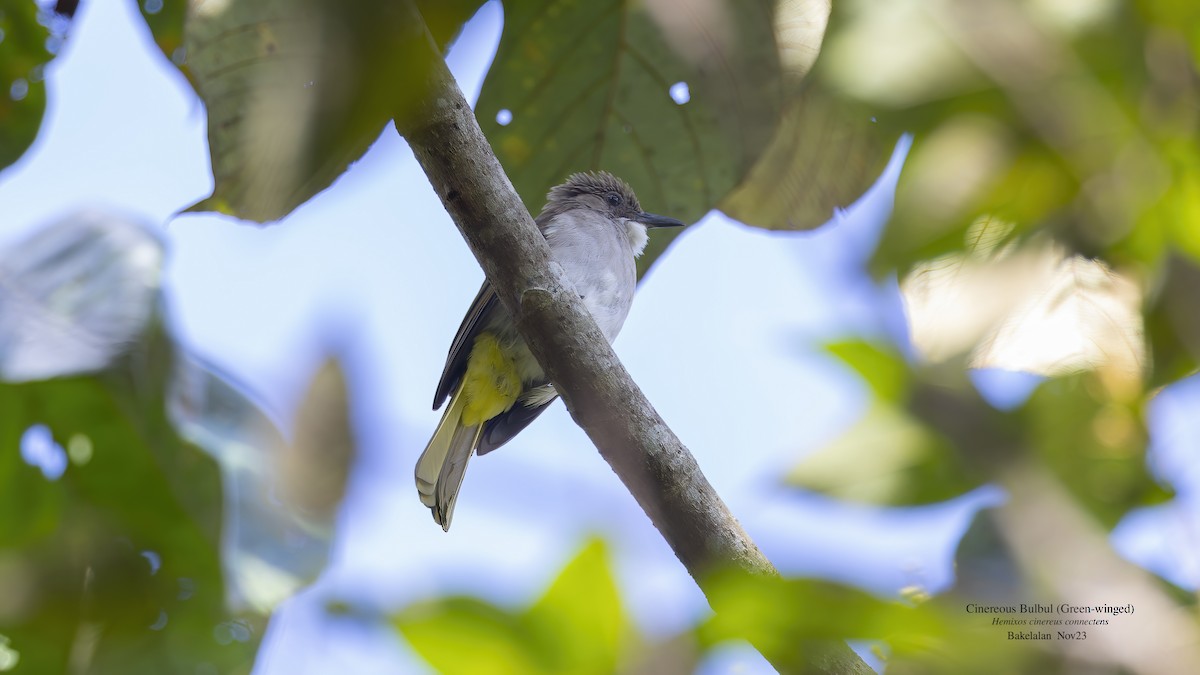 Cinereous Bulbul (Green-winged) - ML611567852