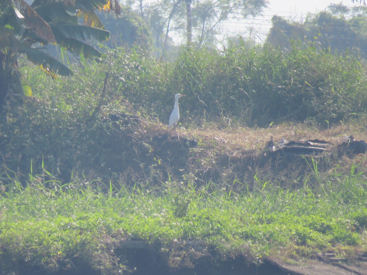 Eastern Cattle Egret - ML611567869