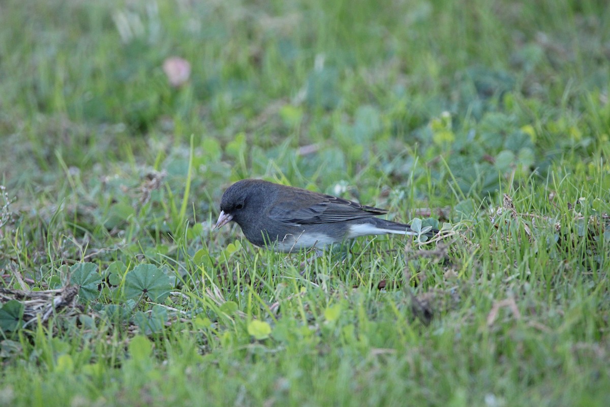 Junco ardoisé (hyemalis/carolinensis) - ML611567893