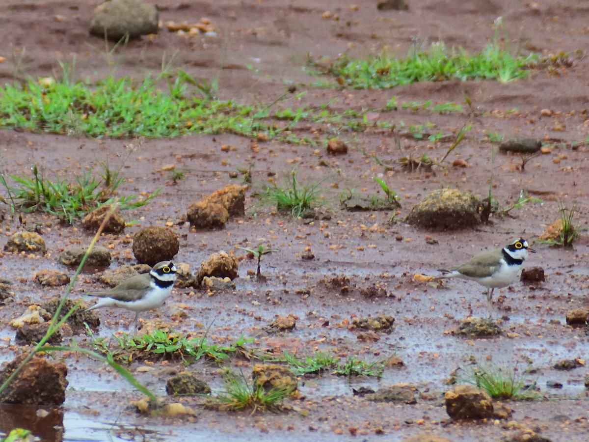 Little Ringed Plover - ML611567910