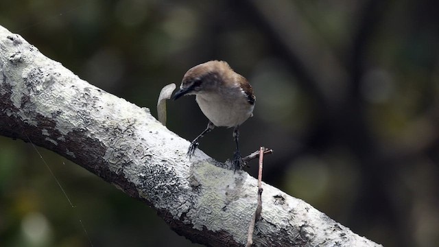 mangrovegerygone - ML611567982