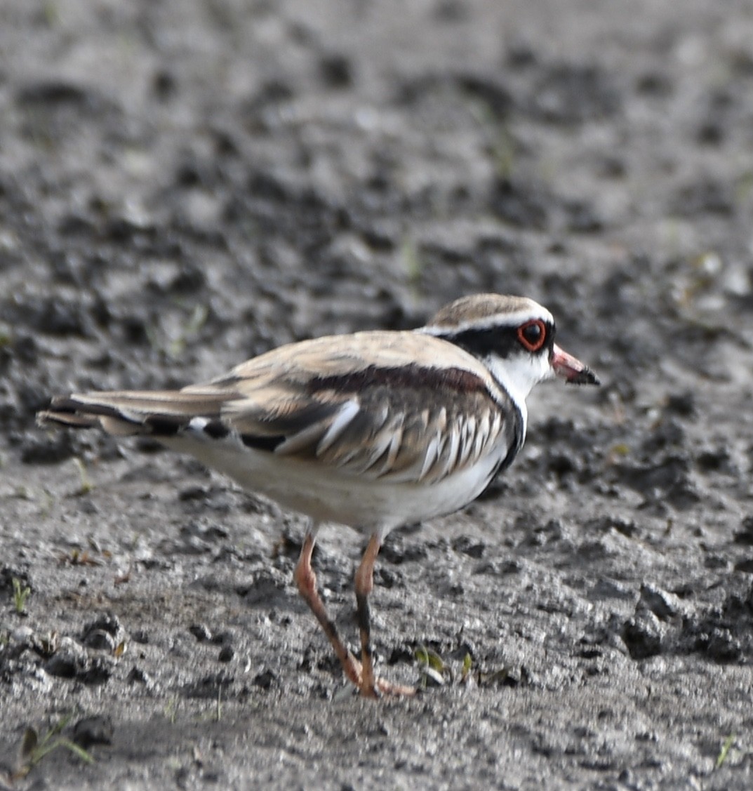 Black-fronted Dotterel - ML611568041