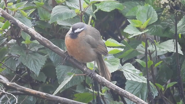 Nilgiri Laughingthrush - ML611568052