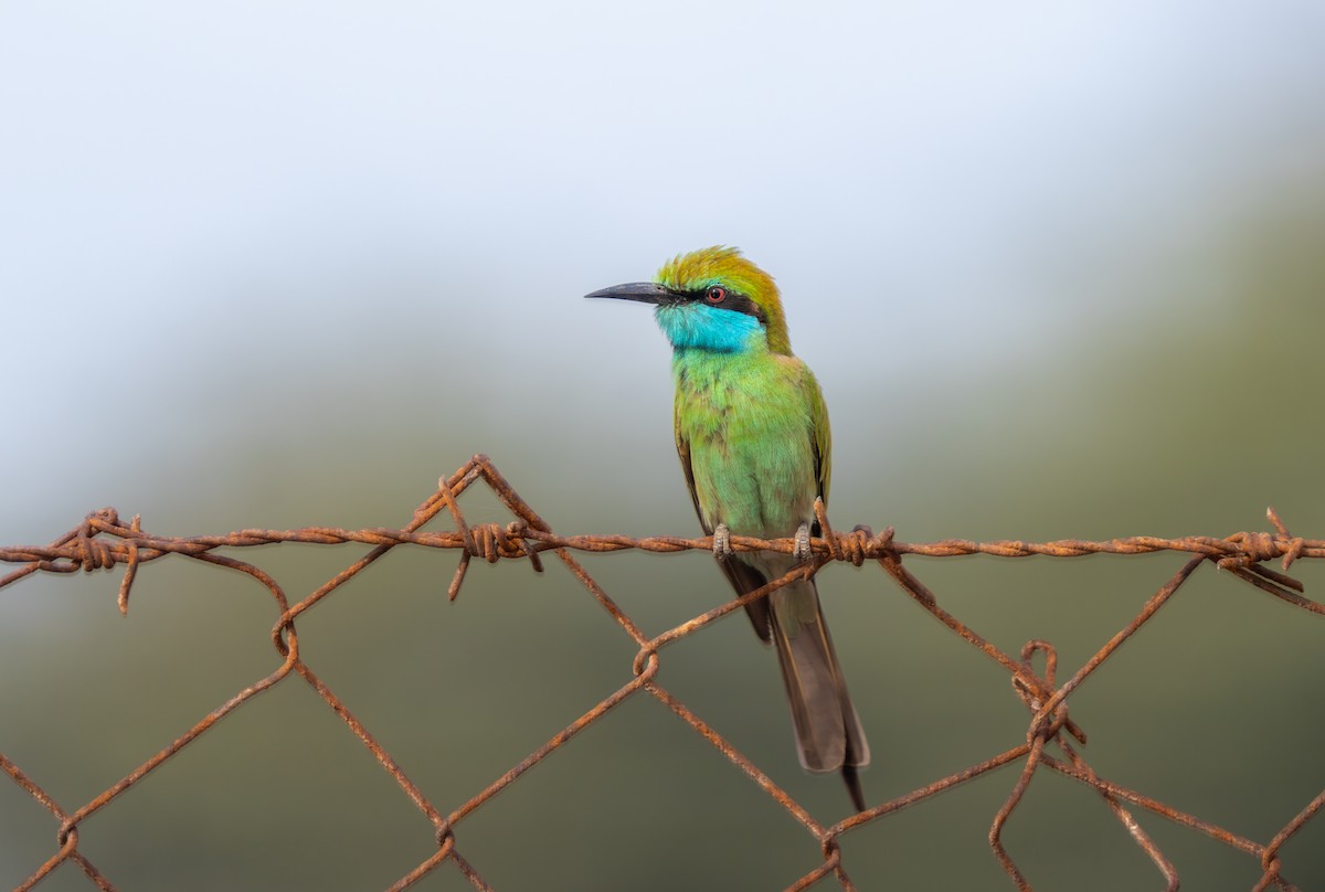 Arabian Green Bee-eater - ML611568056
