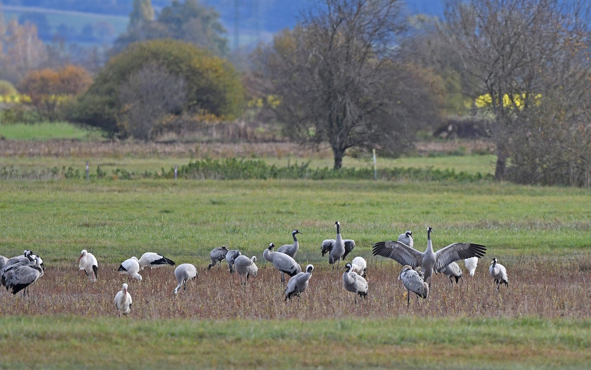 Common Crane - ML611568083