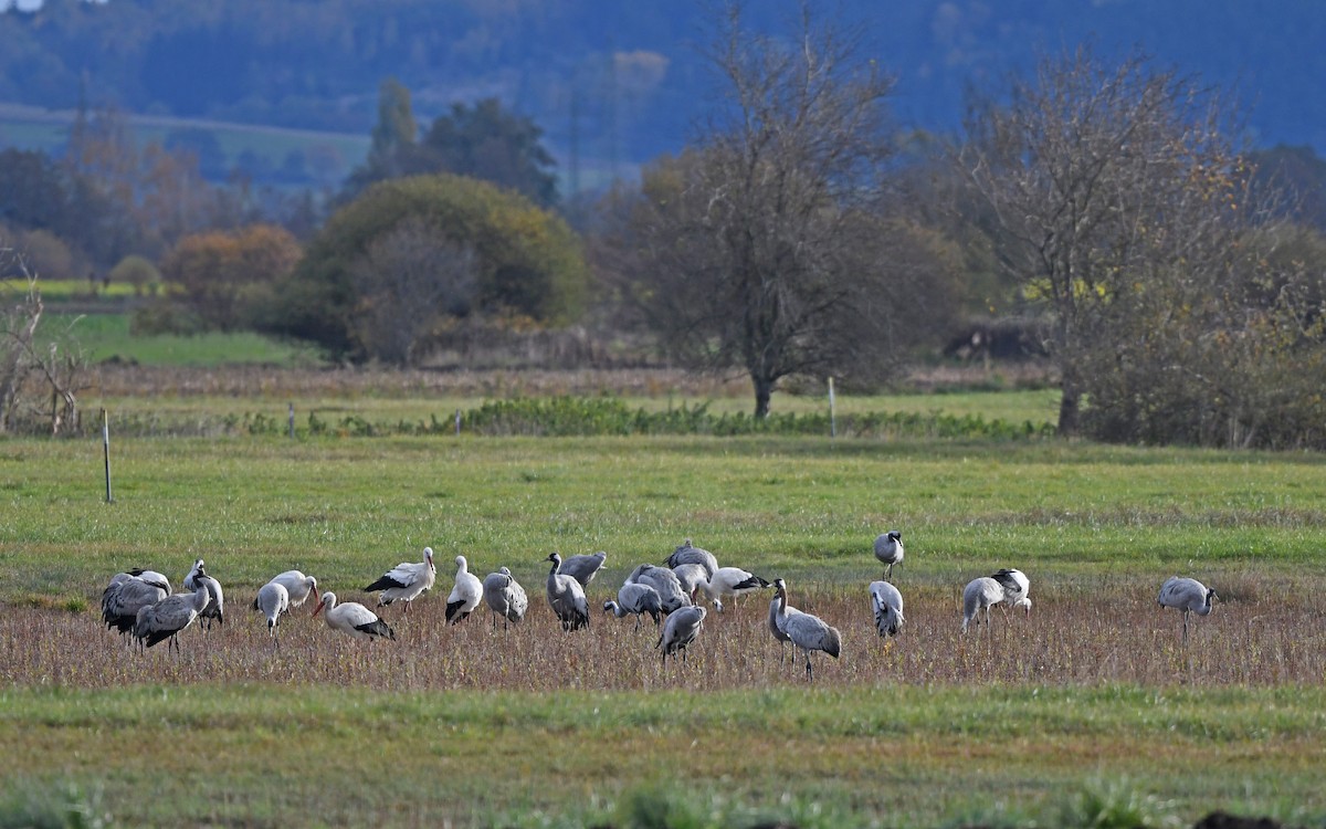 Common Crane - ML611568086