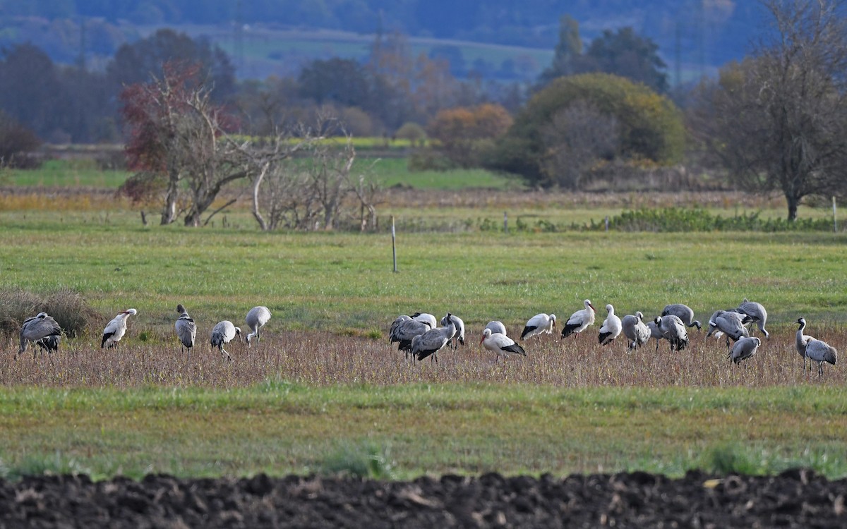 Common Crane - ML611568088