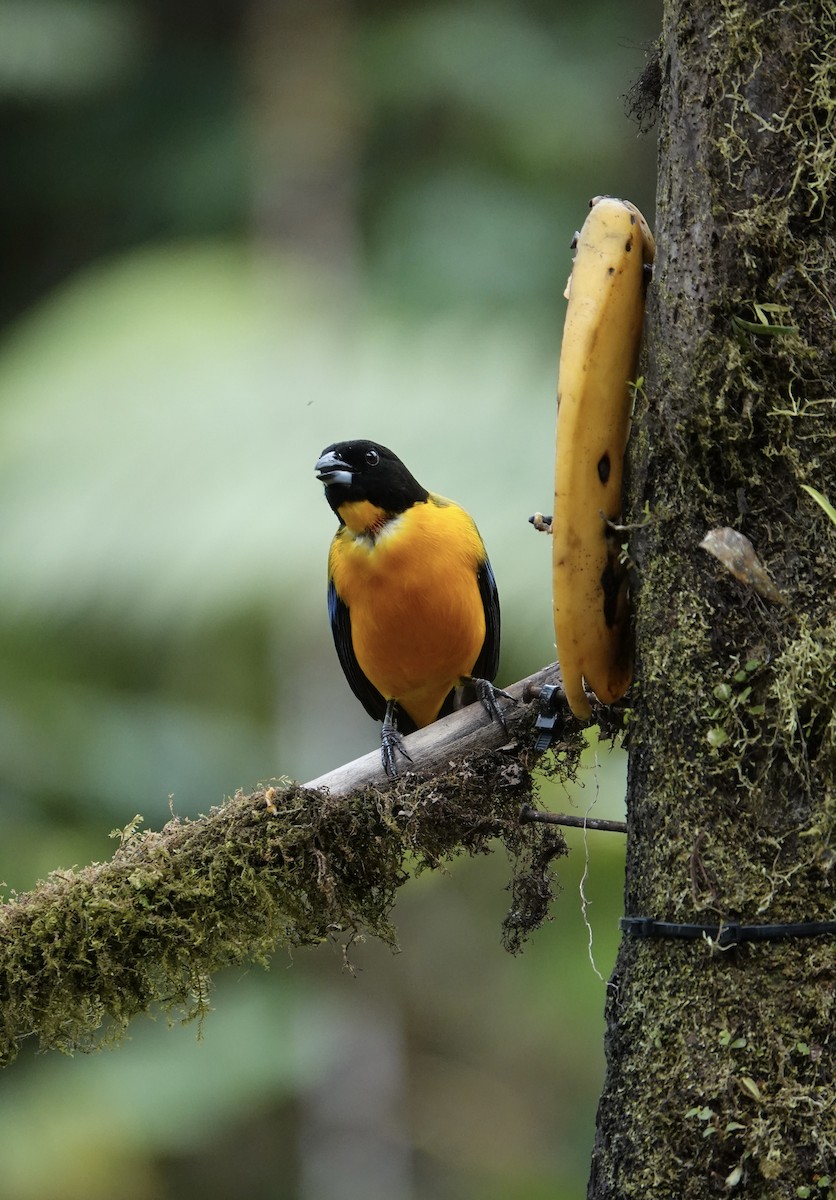 Black-chinned Mountain Tanager - ML611568115