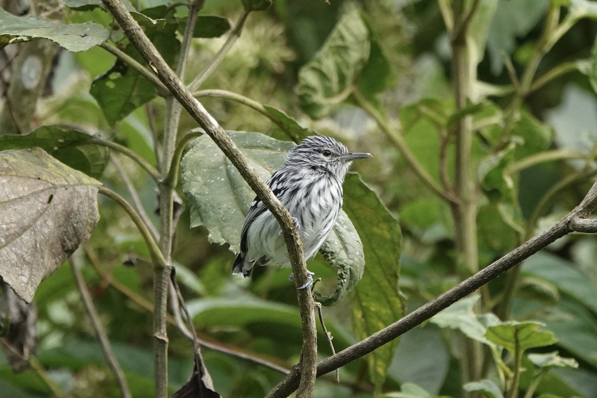 Pacific Antwren - ML611568126