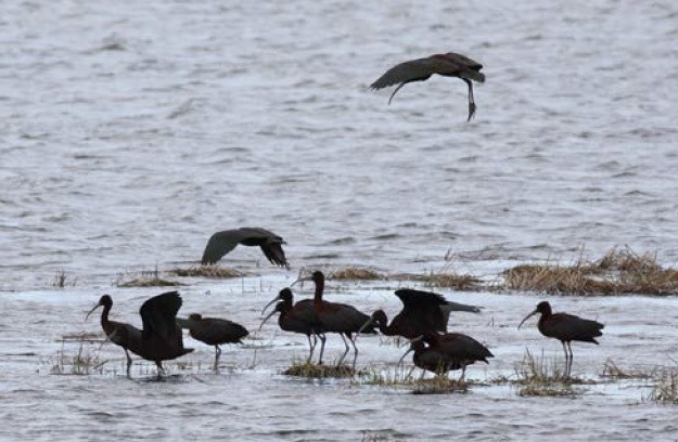 Glossy Ibis - ML611568223