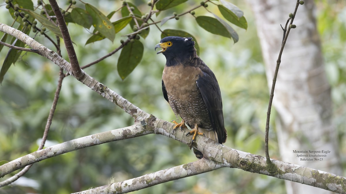 Mountain Serpent-Eagle - ML611568264