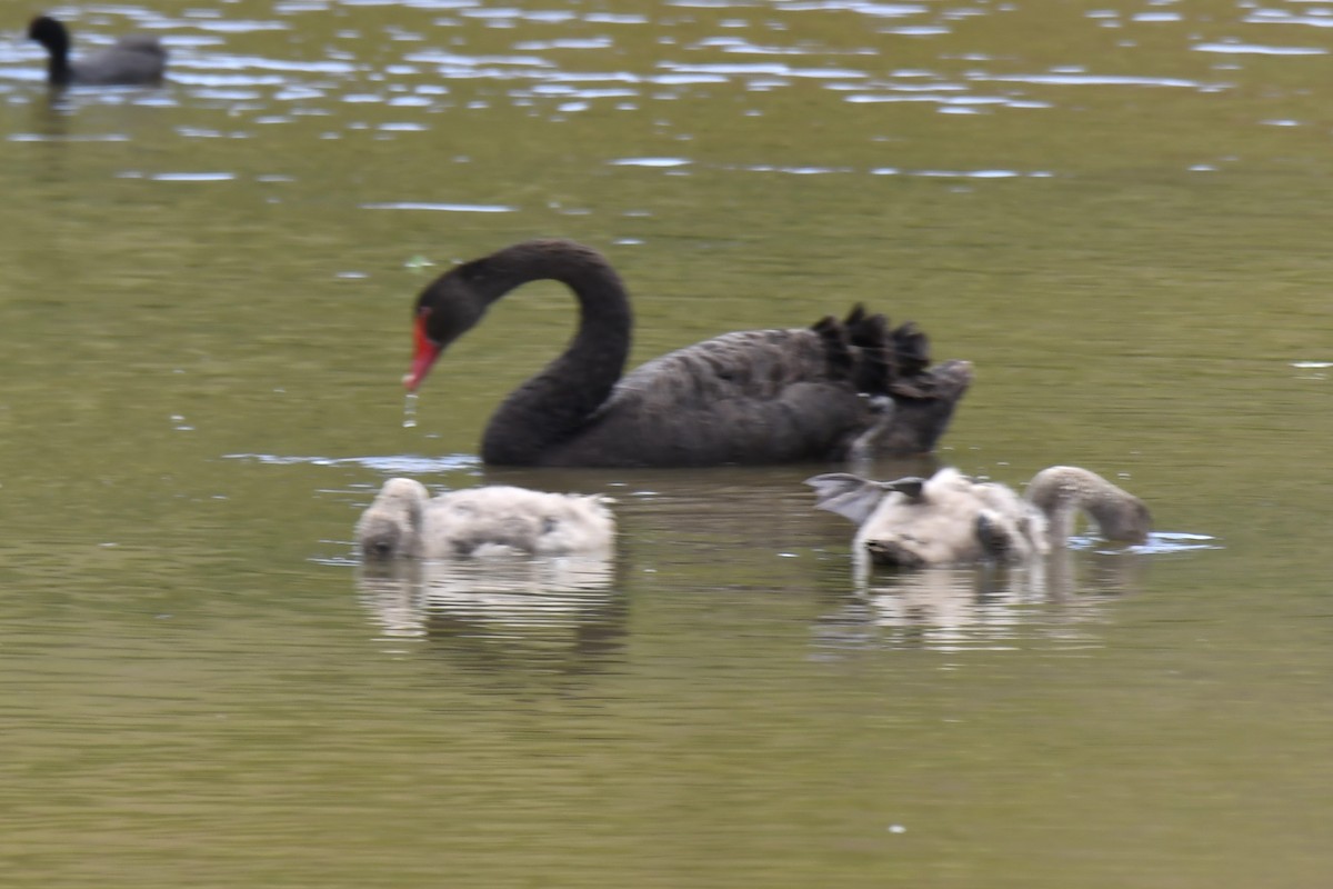 Black Swan - ML611568276