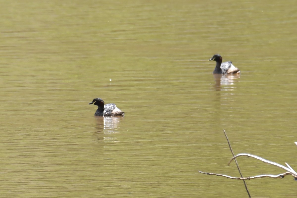 Australasian Grebe - ML611568302