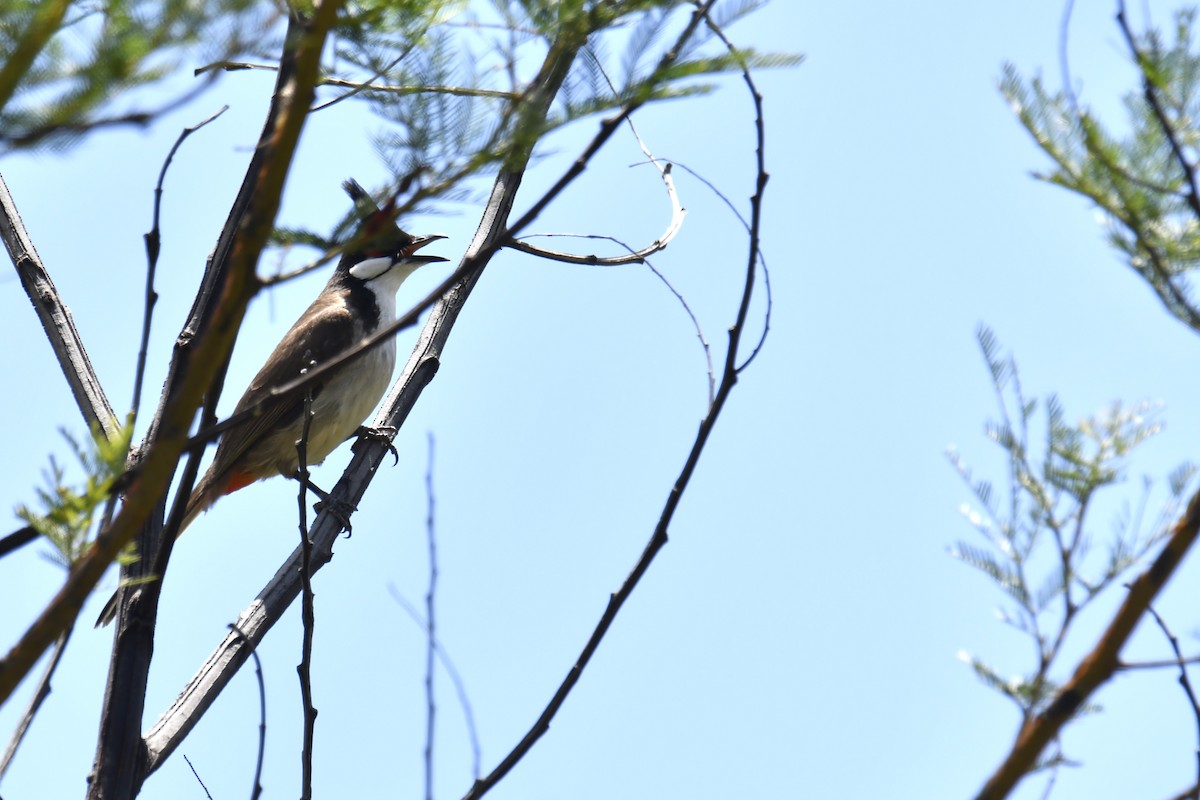 Red-whiskered Bulbul - ML611568320