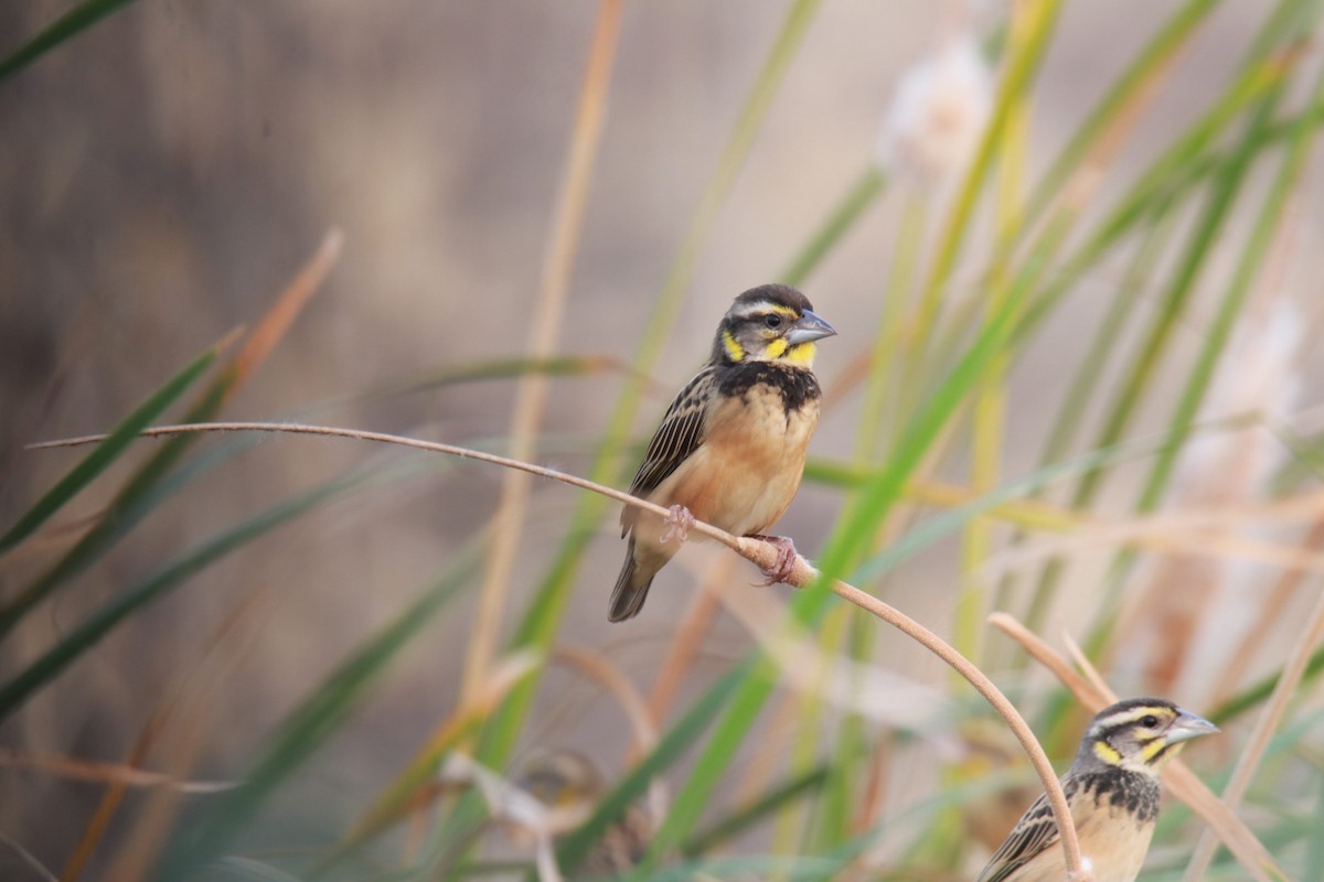 Black-breasted Weaver - Amol Bapat