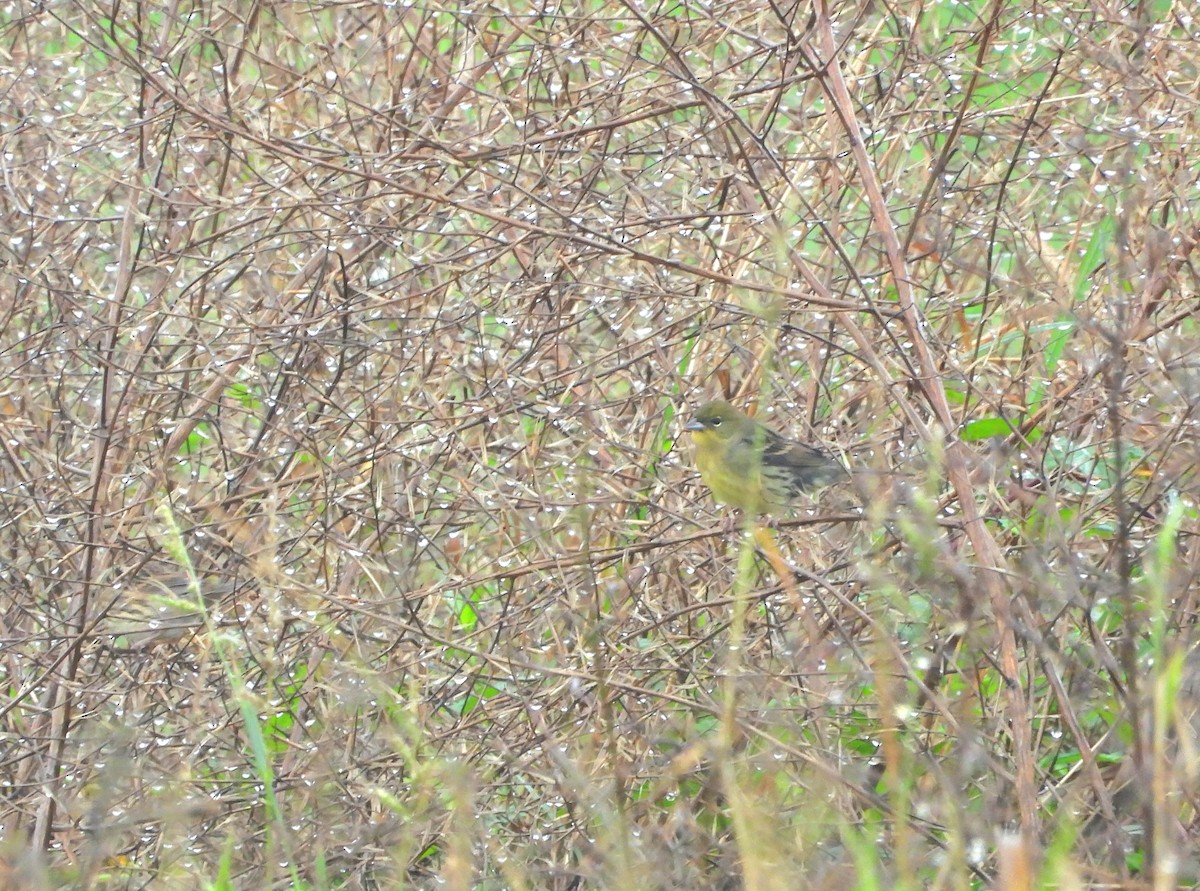 Yellow Bunting - ML611568413