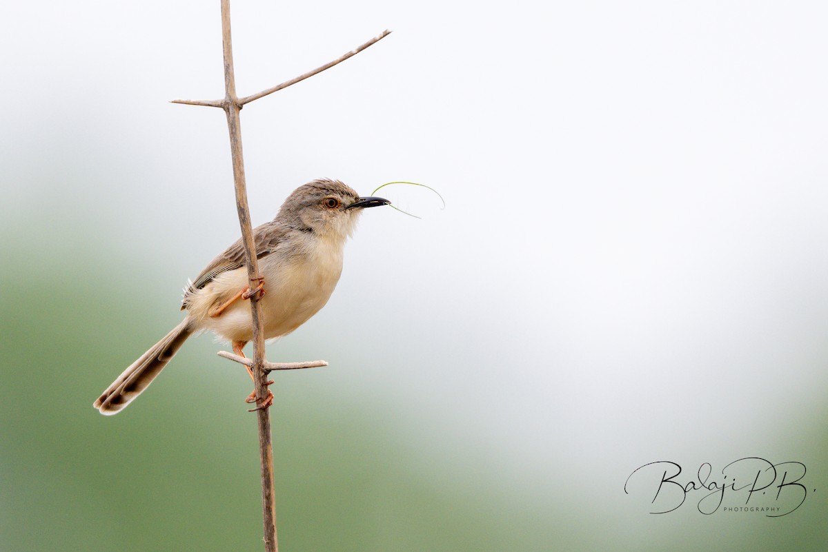 Plain Prinia - ML611568443