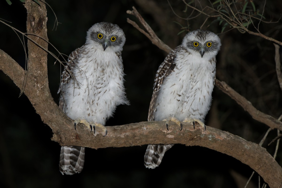 Powerful Owl - ML611568503