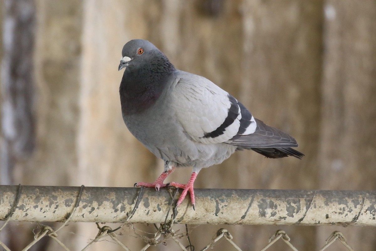 Rock Pigeon (Feral Pigeon) - ML611568529