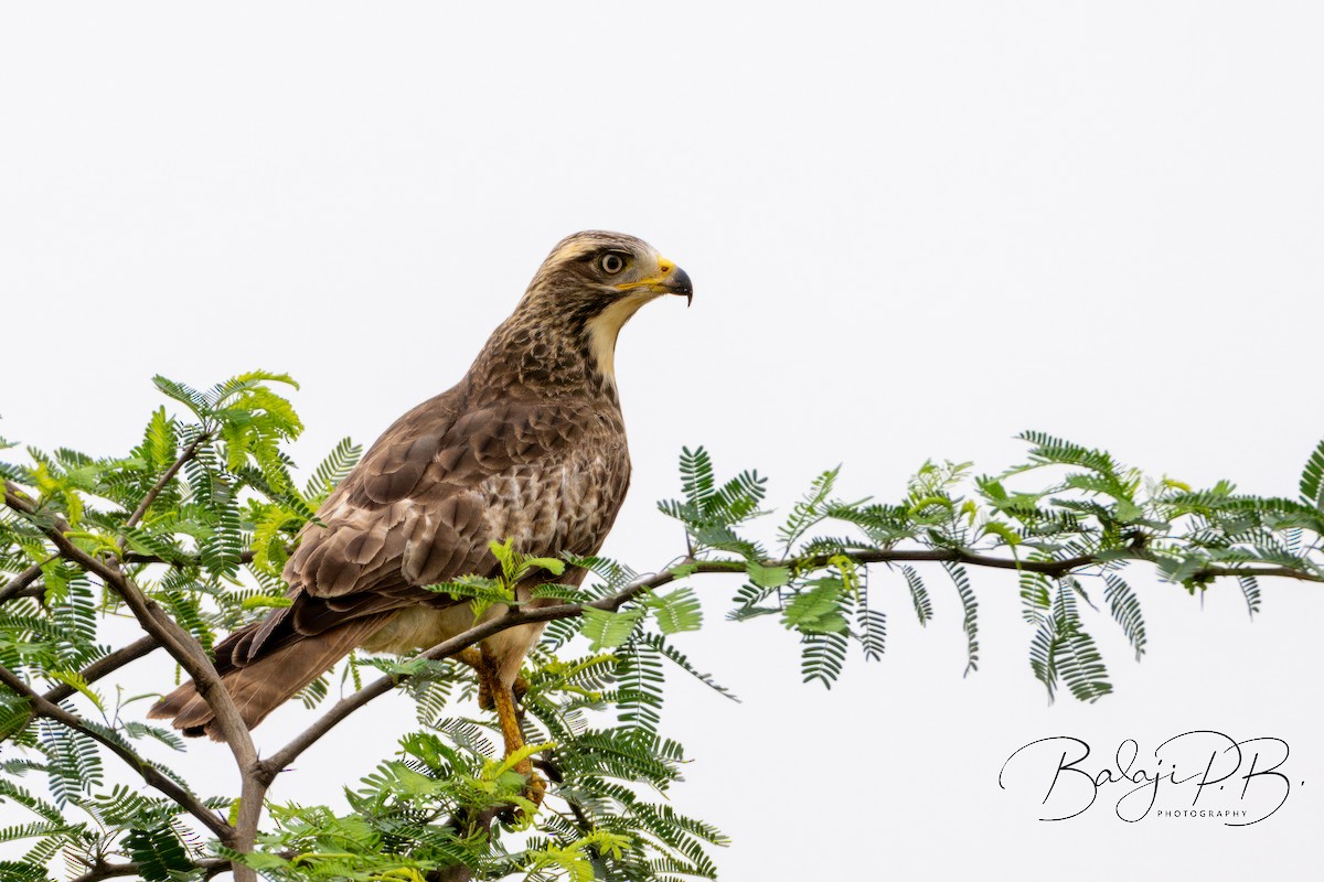 Weißaugenbussard - ML611568560