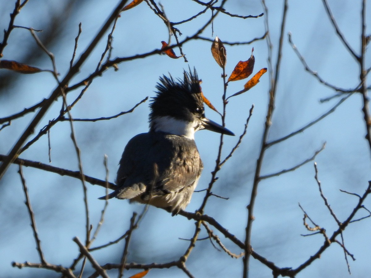 Belted Kingfisher - ML611568561