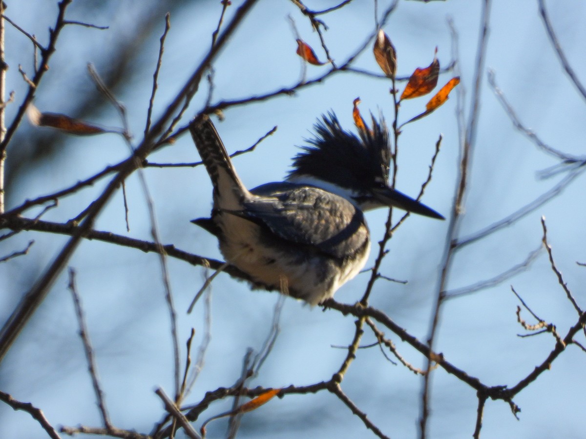 Belted Kingfisher - ML611568562
