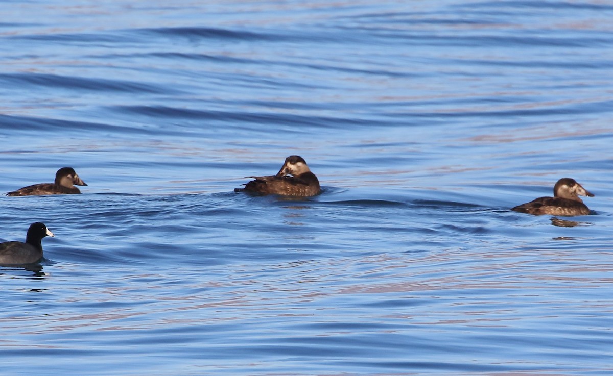 Surf Scoter - ML611568564