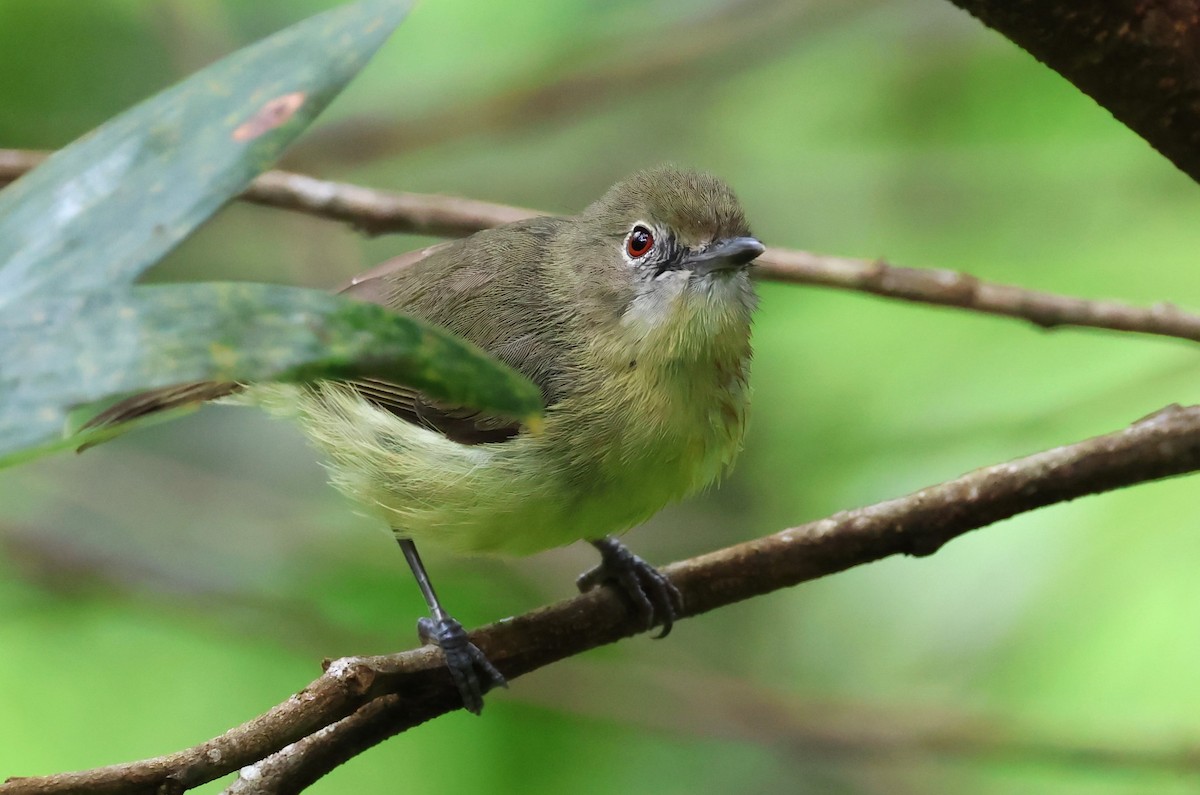 Fairy Gerygone - ML611568565