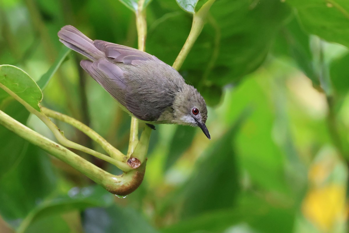 Fairy Gerygone - ML611568567