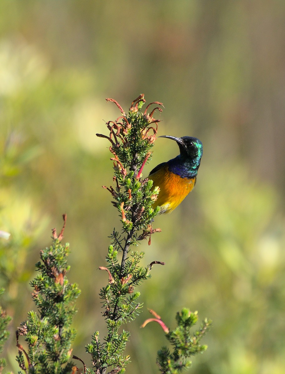 Orange-breasted Sunbird - ML611568595