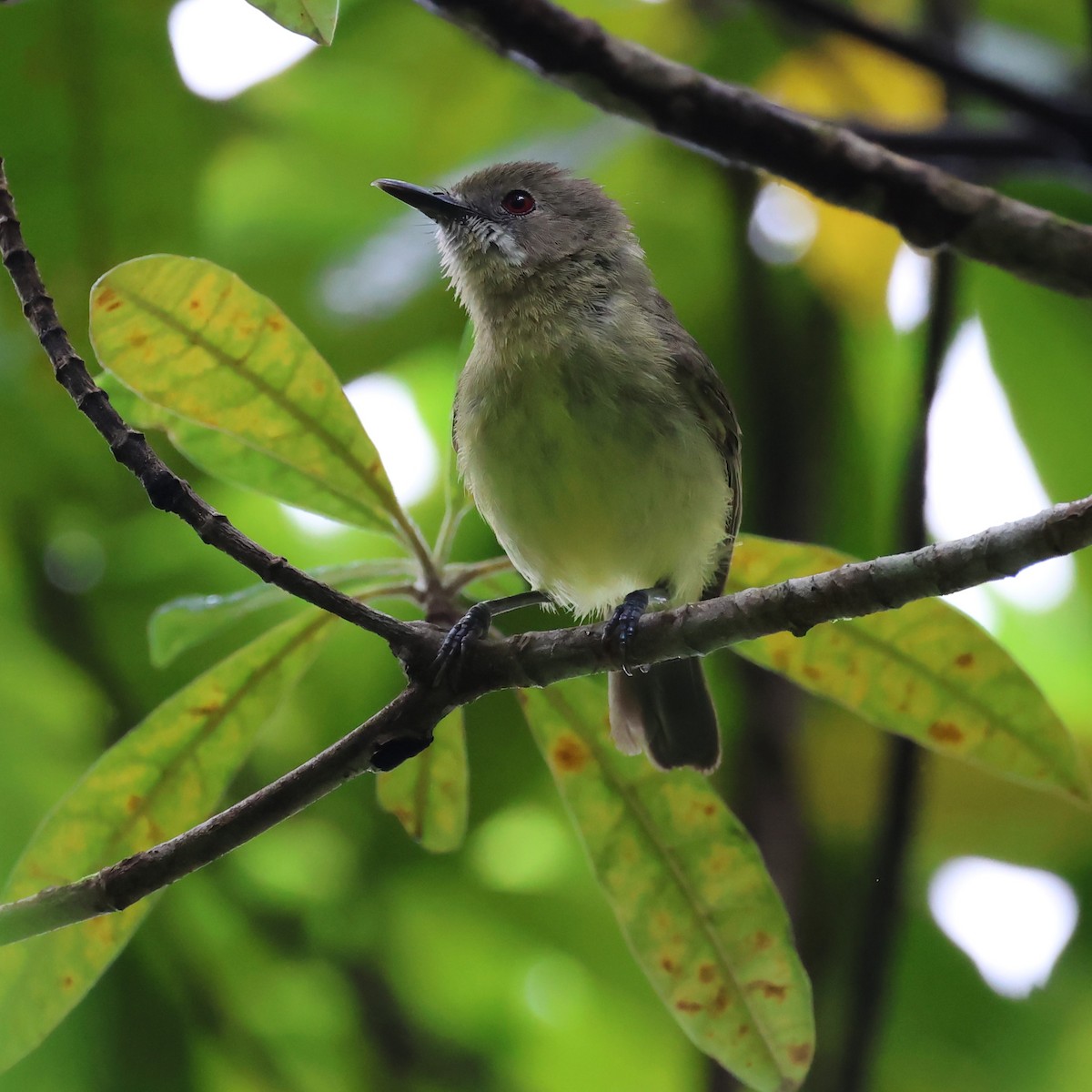 Fairy Gerygone - ML611568607