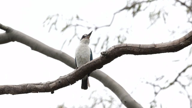 トレスショウビン - ML611568657