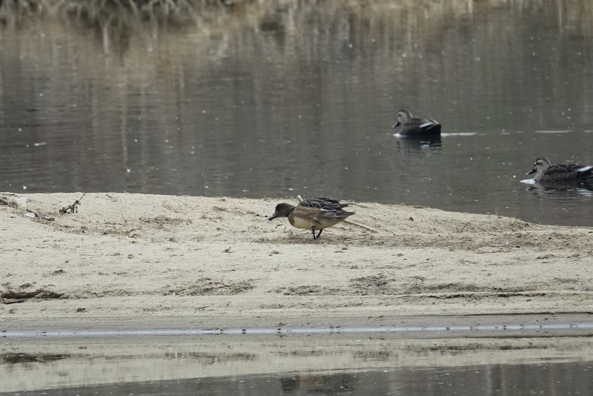 Eurasian Wigeon - ML611568719