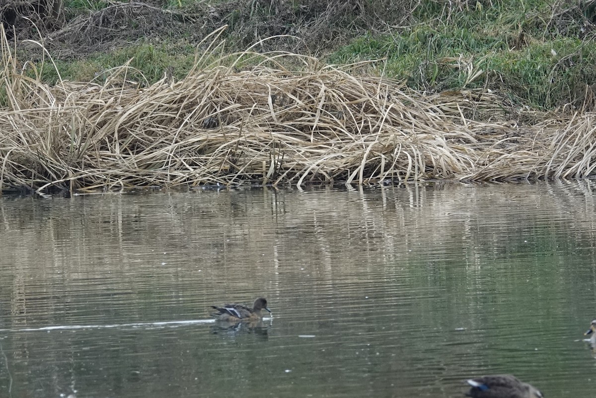 Eurasian Wigeon - ML611568720