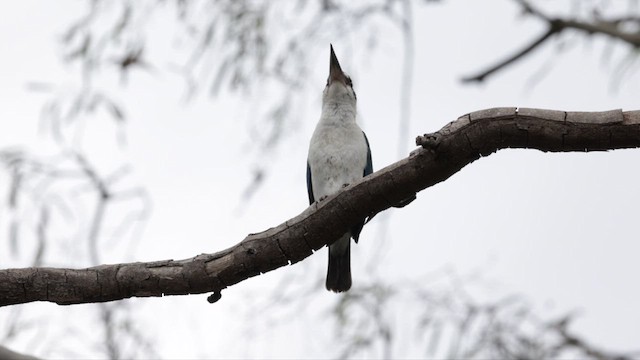 トレスショウビン - ML611568800