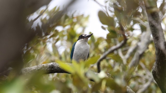 トレスショウビン - ML611568829