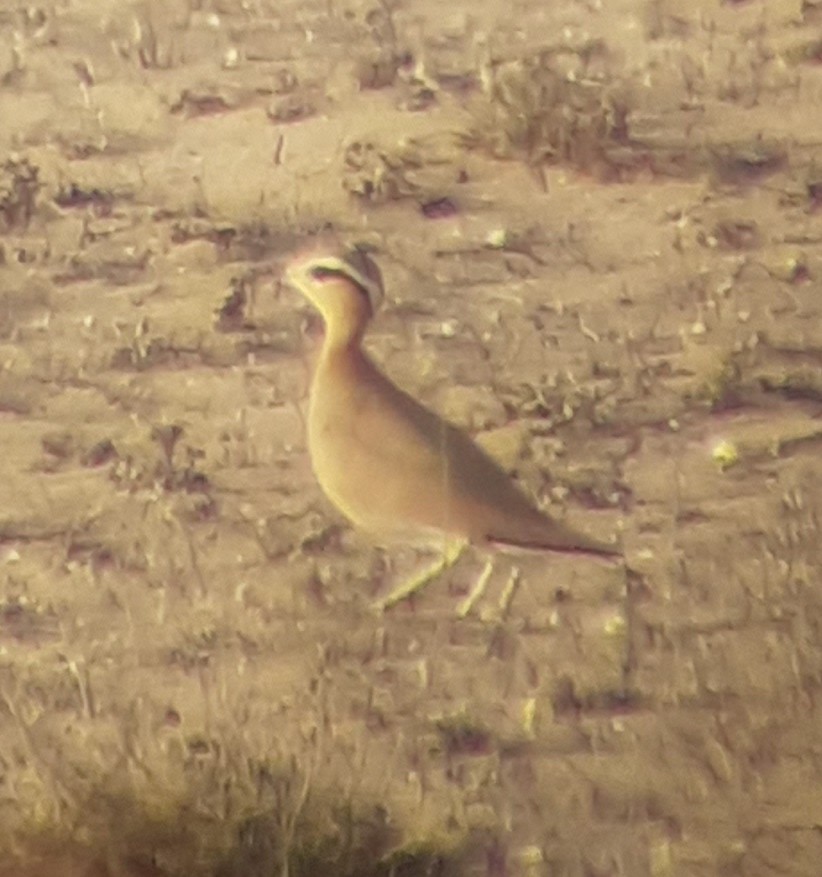 Cream-colored Courser - Samuele Ramellini