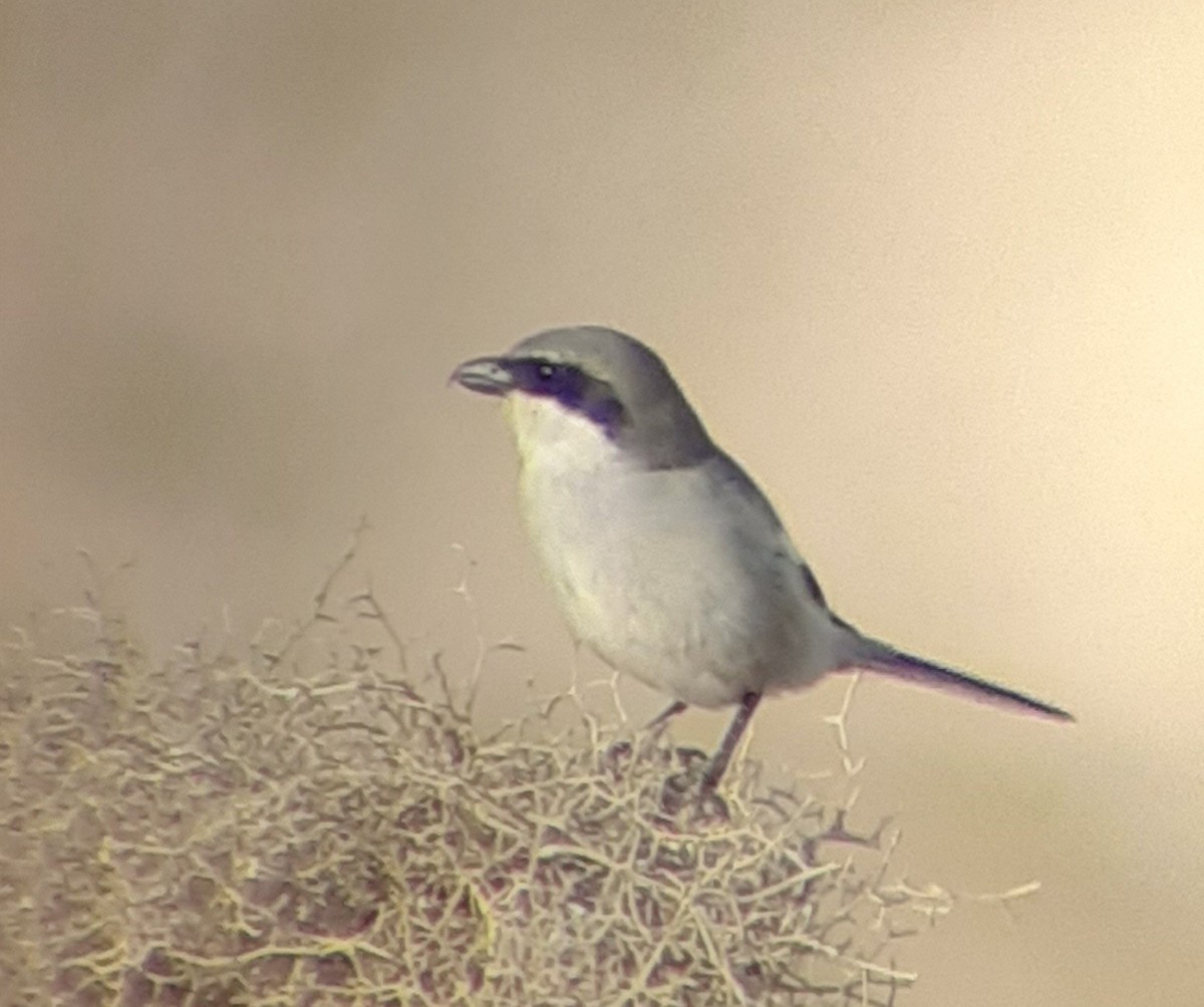 Great Gray Shrike - Samuele Ramellini