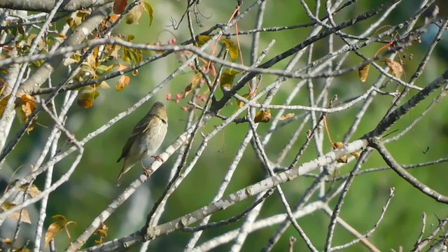 Common Rosefinch - ML611568893