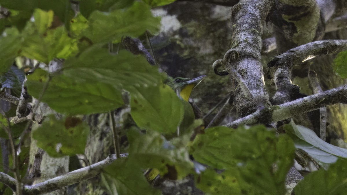 Green Shrike-Vireo - ML611568986