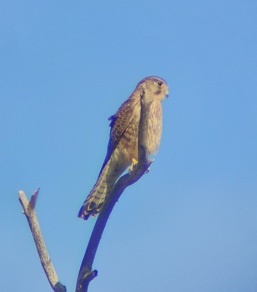 Eurasian Kestrel (Canary Is.) - Samuele Ramellini