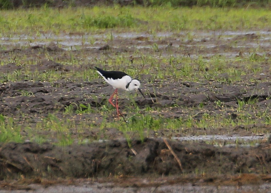 Pied Stilt - ML611569026