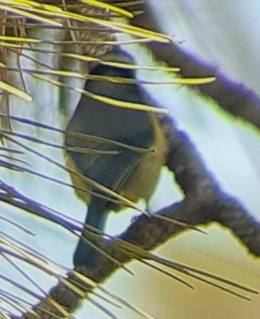 African Blue Tit - Samuele Ramellini