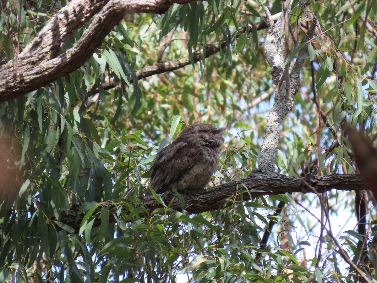 Tawny Frogmouth - Jemaine Mulcahy